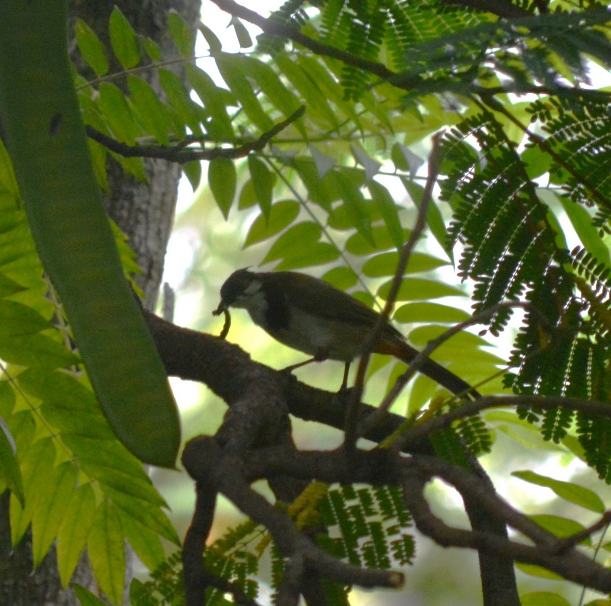 Red-whiskered Bulbul - ML639592288