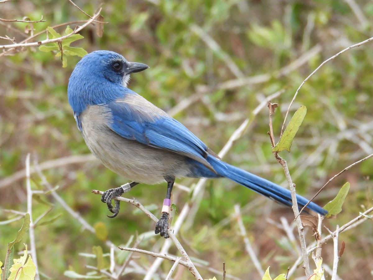 Florida Scrub-Jay - ML639592304