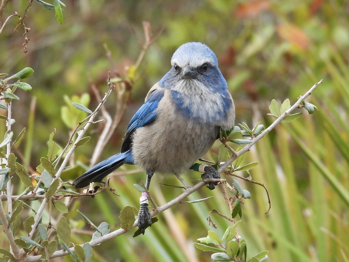 Florida Scrub-Jay - ML639592306