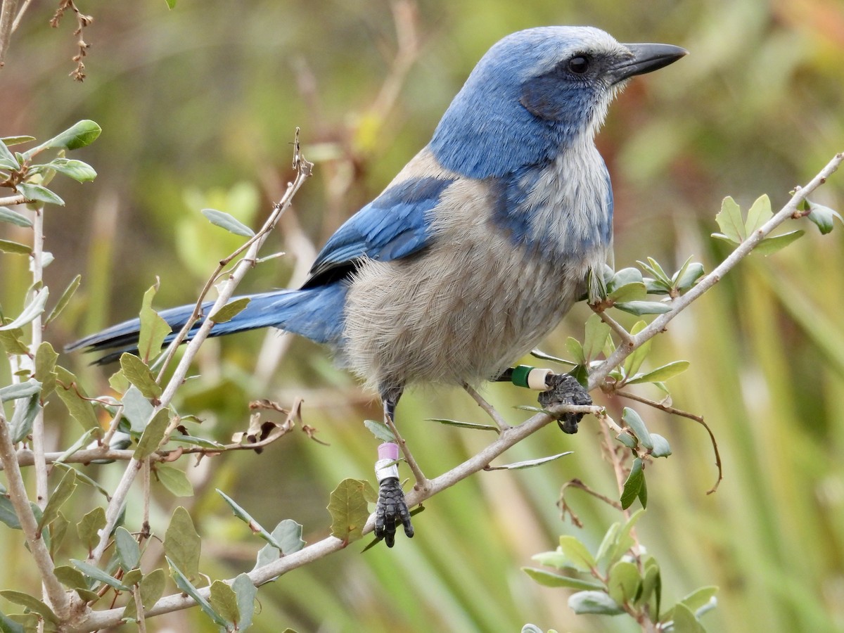 Florida Scrub-Jay - ML639592307