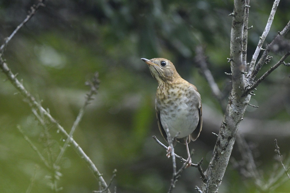 Veery - ML639592329