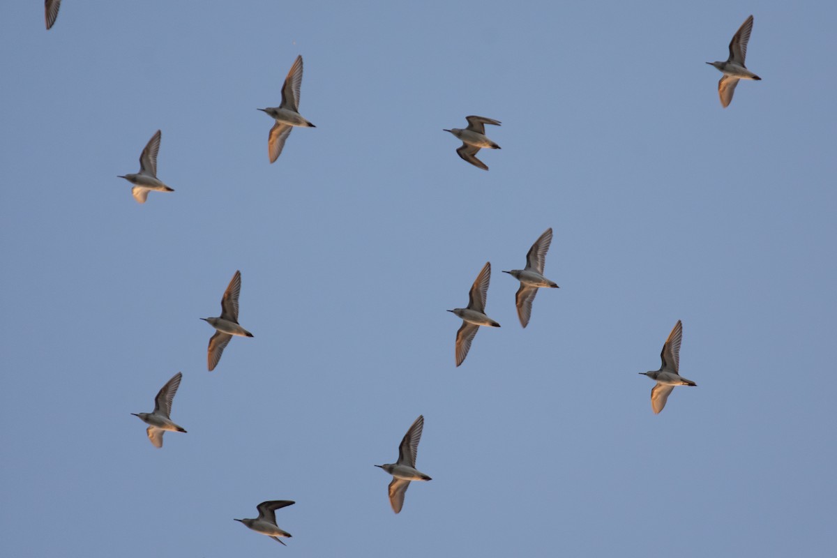Semipalmated Sandpiper - ML639592378