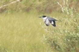 Belted Kingfisher - ML639592439