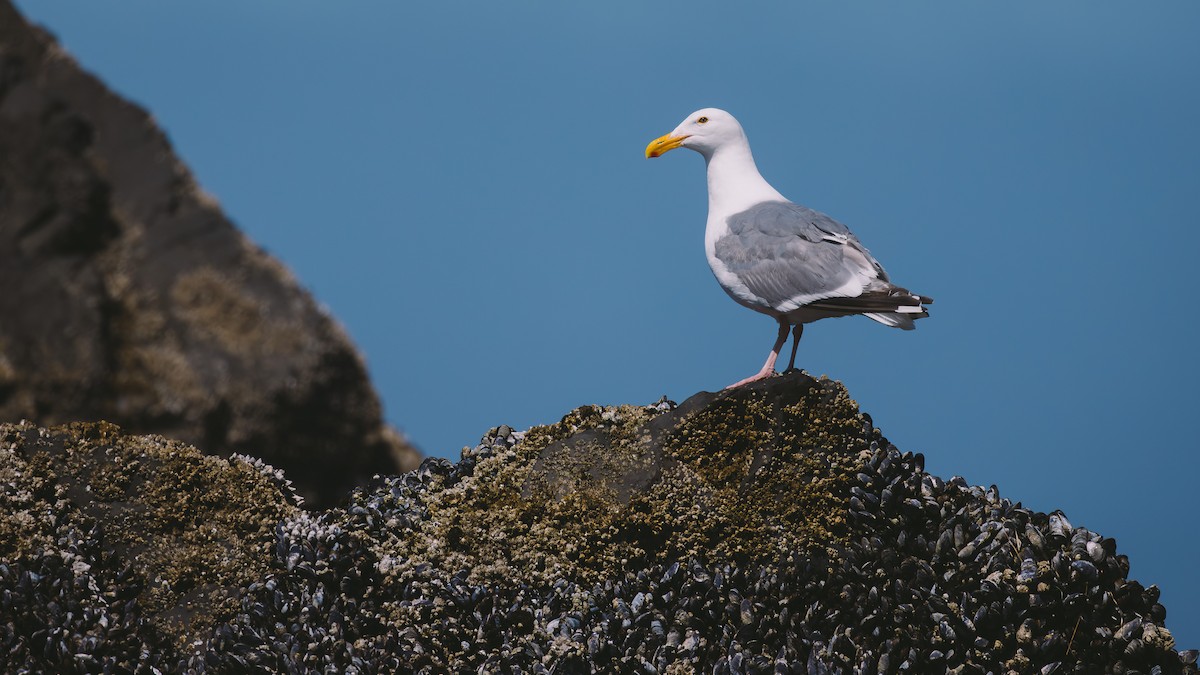 Western Gull - ML639592491