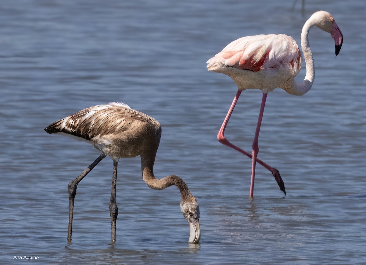 Greater Flamingo - ML639592535
