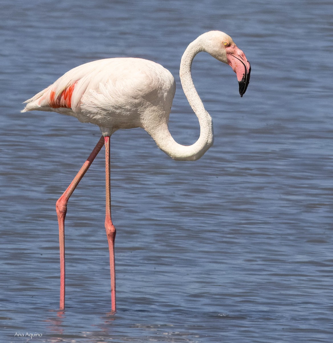 Greater Flamingo - ML639592536