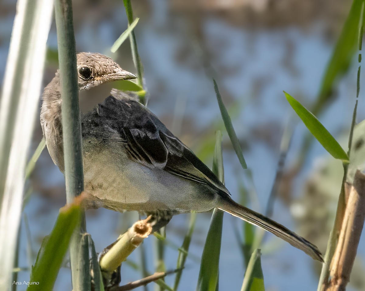 Western Yellow Wagtail - ML639592550