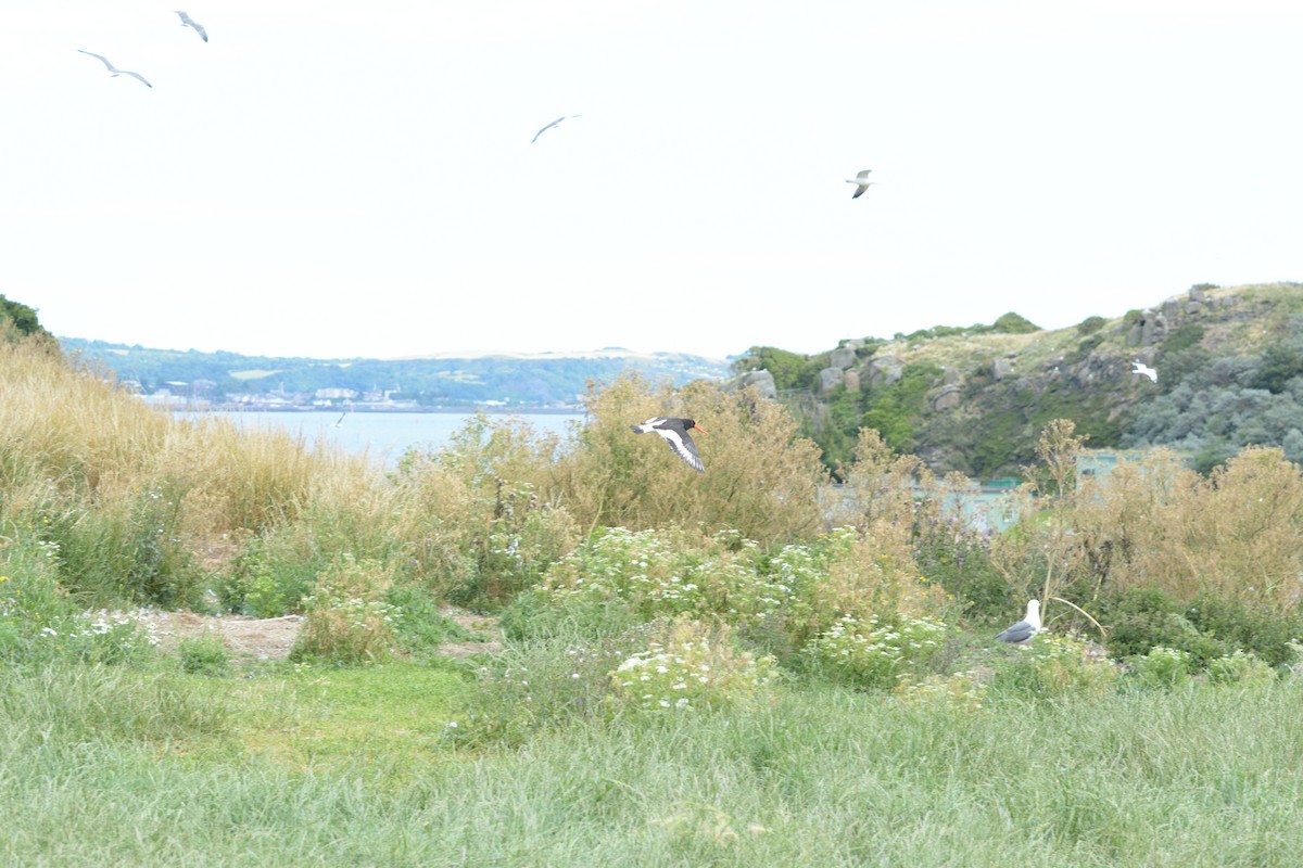 Eurasian Oystercatcher - ML639592591