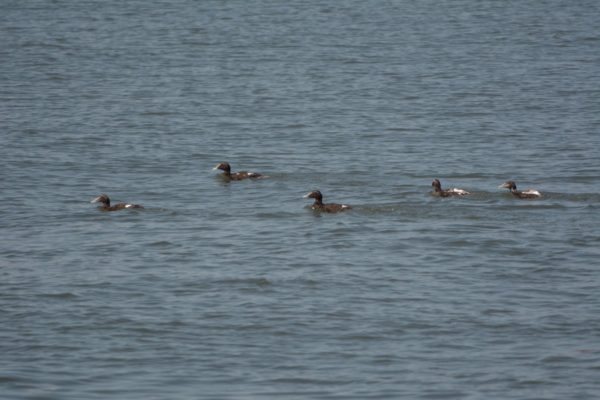 Common Eider - ML639592603