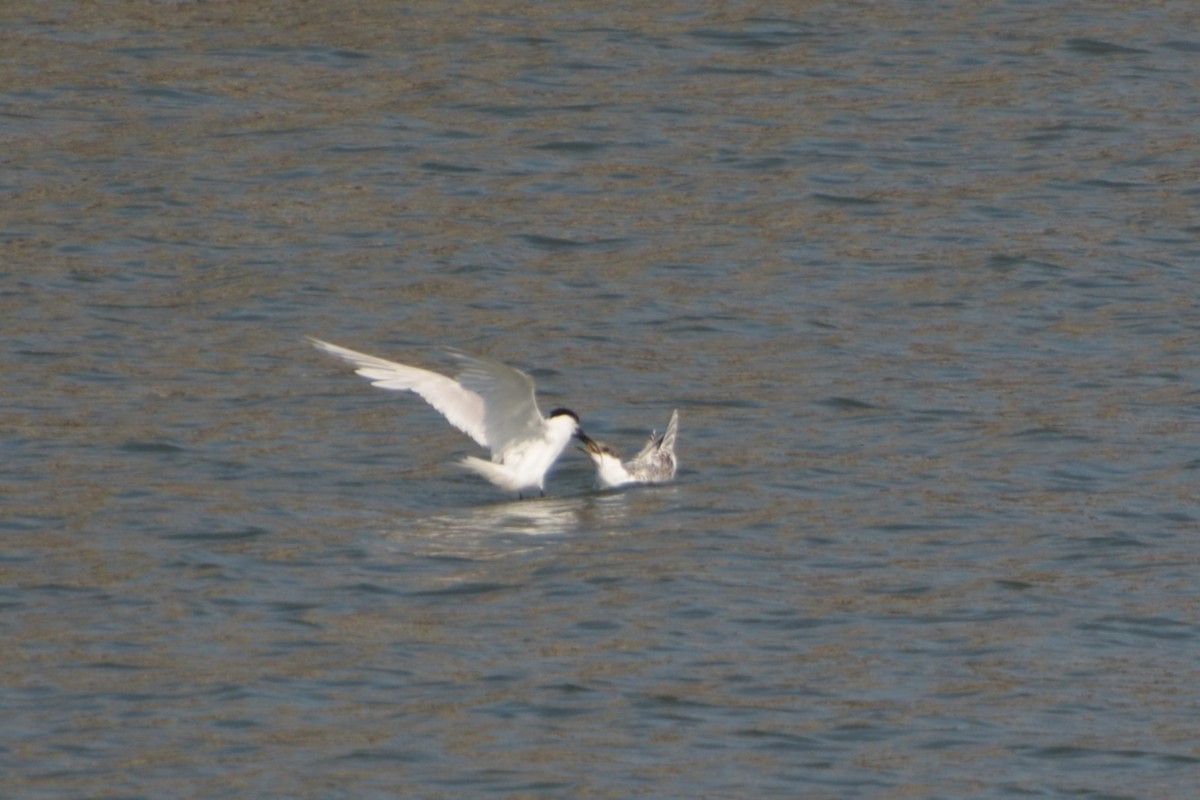 Sandwich Tern - ML639592604