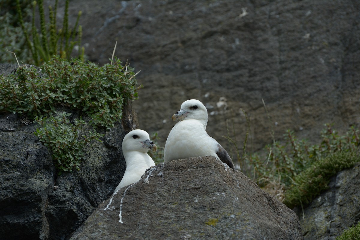 Northern Fulmar - ML639592617