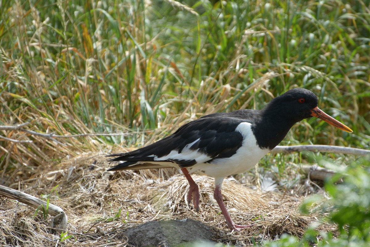 Eurasian Oystercatcher - ML639592620