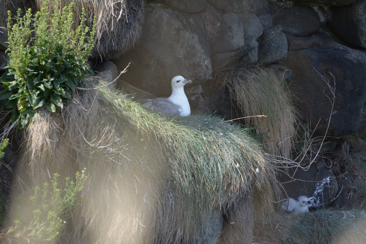 Northern Fulmar - ML639592627