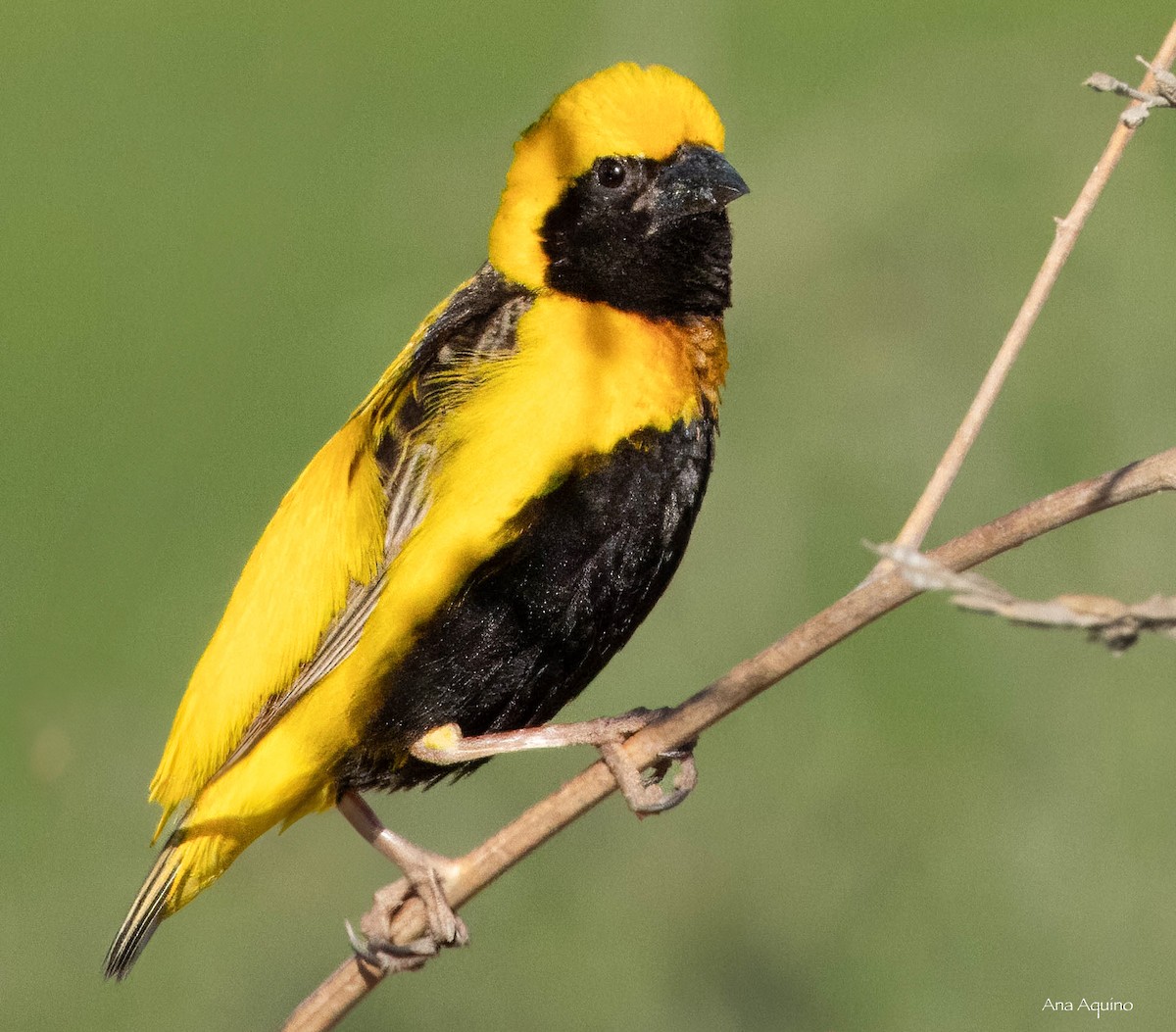 gulkronebisp - ML639592635