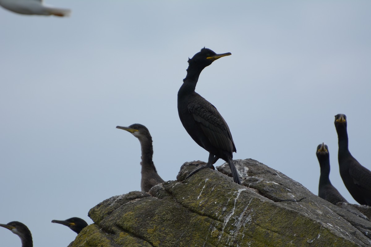 European Shag - ML639592655