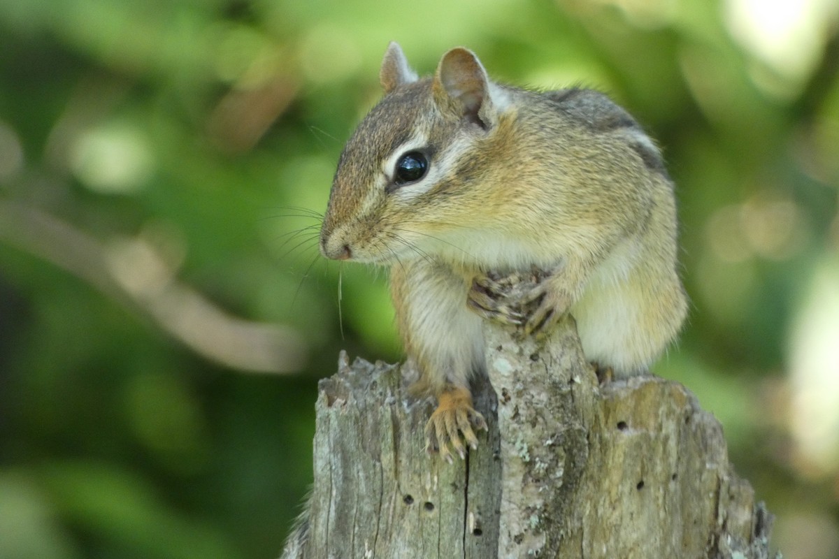Eastern Chipmunk - ML639592684