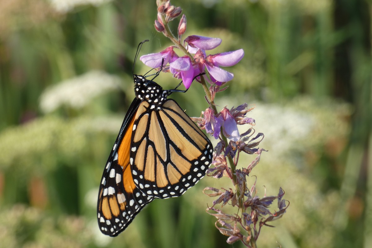 Monarch - ML639592685