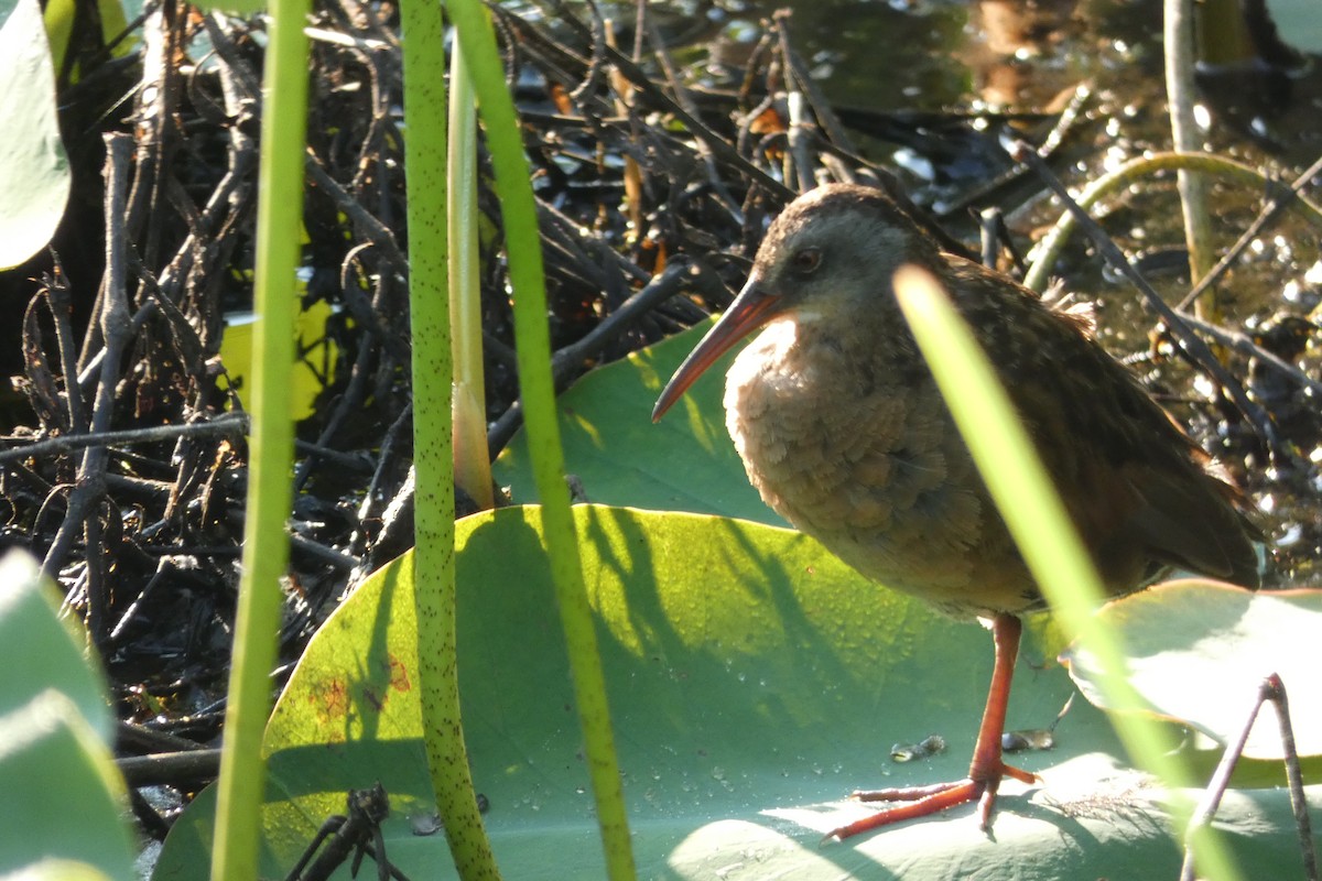 Virginia Rail - ML639592698