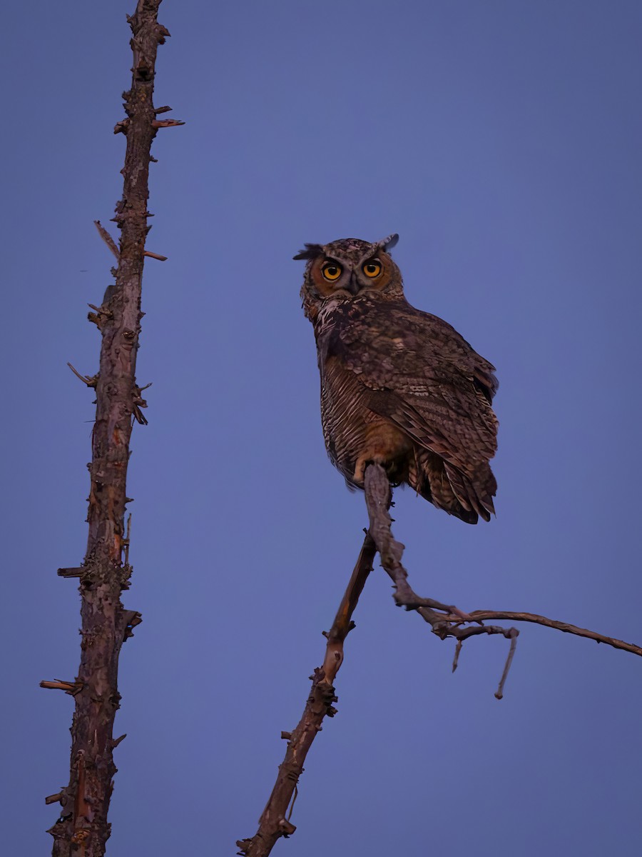Great Horned Owl - ML639592701