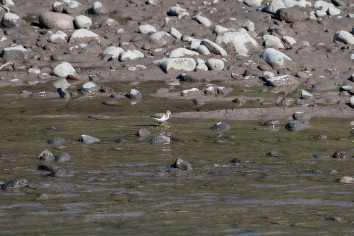 Spotted Sandpiper - ML639592736