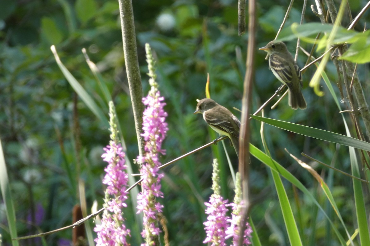 Willow Flycatcher - ML639592737