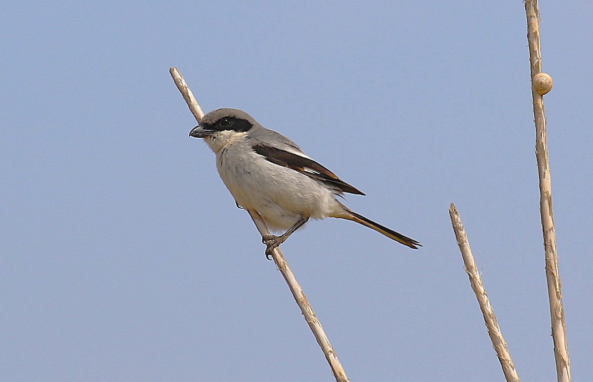 Great Gray Shrike (Sahara) - ML639592809