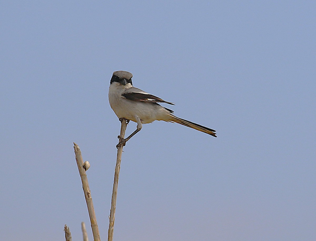 Great Gray Shrike (Sahara) - ML639592810