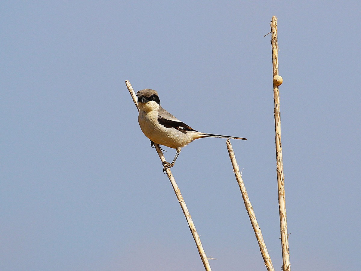 Great Gray Shrike (Sahara) - ML639592813