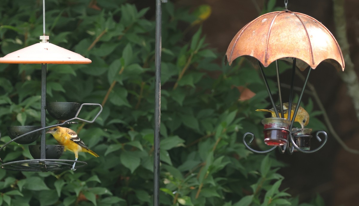 Baltimore Oriole - ML639592957