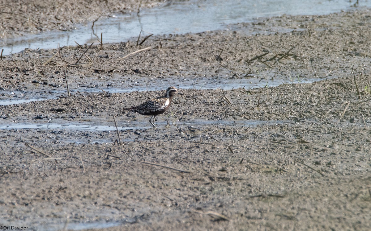 Pacific Golden-Plover - ML639592981