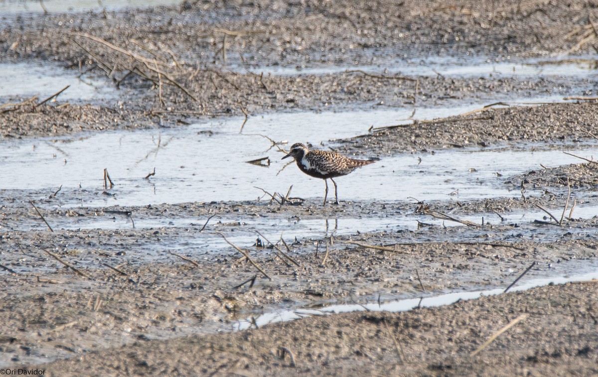 Pacific Golden-Plover - ML639592990