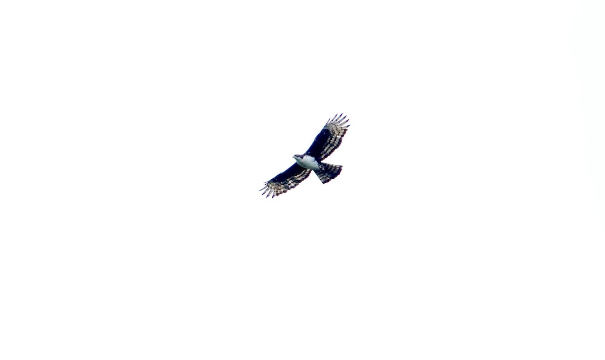 Cassin's Hawk-Eagle - ML639593009