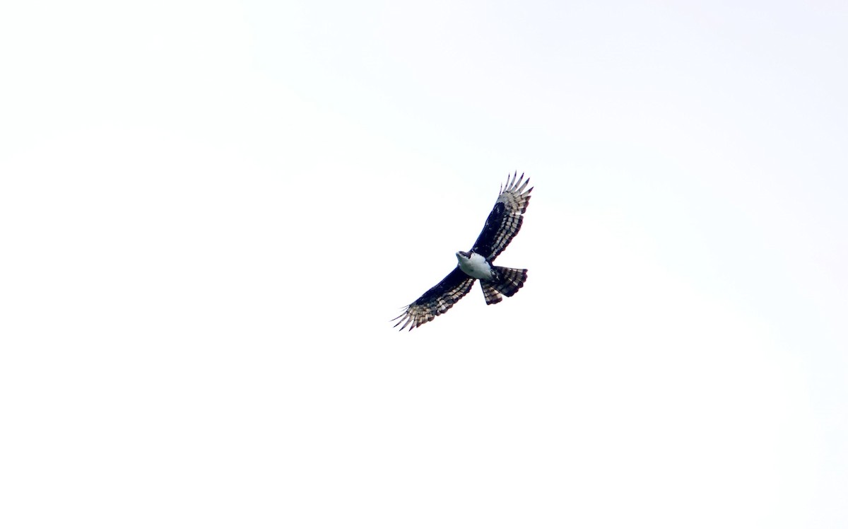 Cassin's Hawk-Eagle - ML639593010