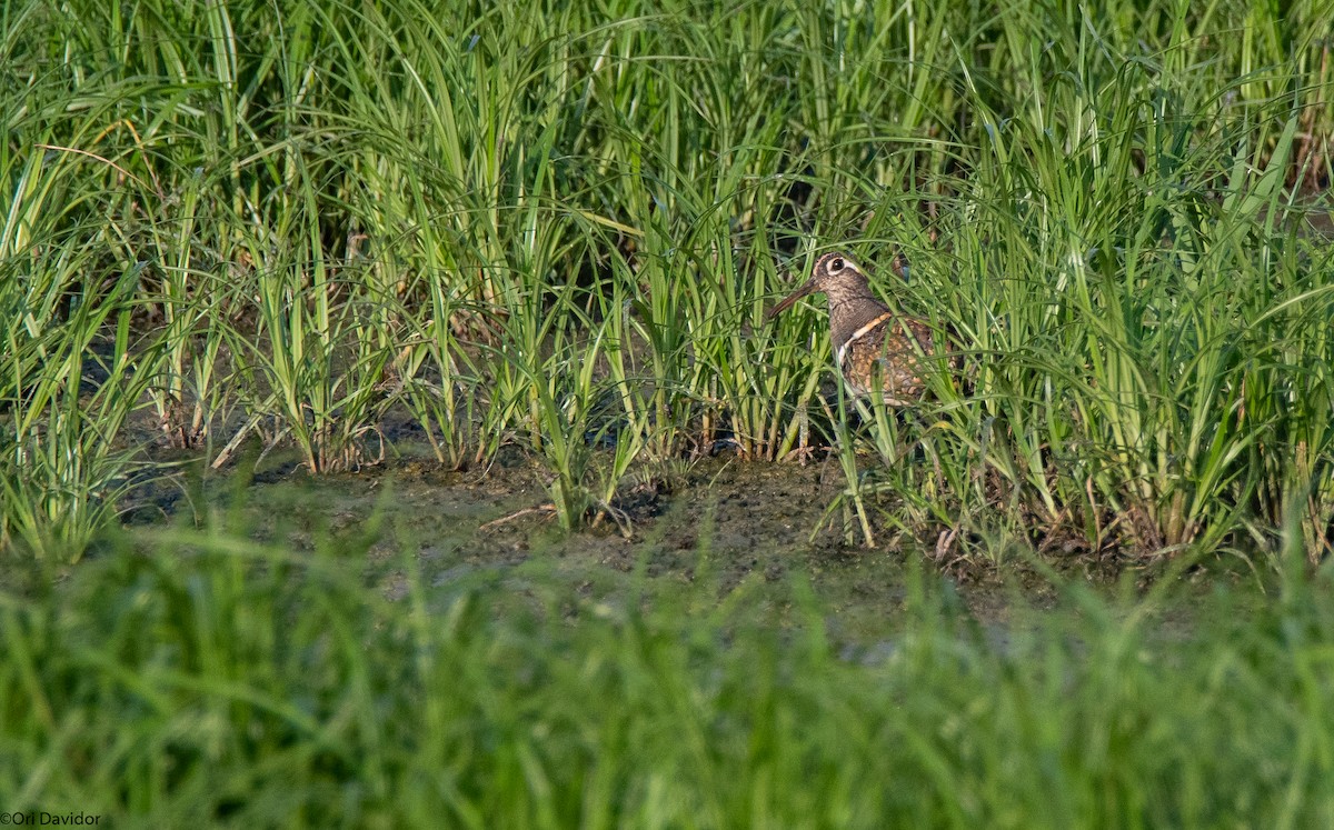 Greater Painted-Snipe - ML639593071