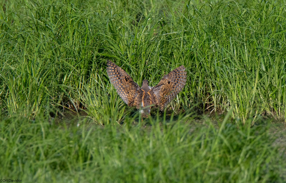 Greater Painted-Snipe - ML639593072