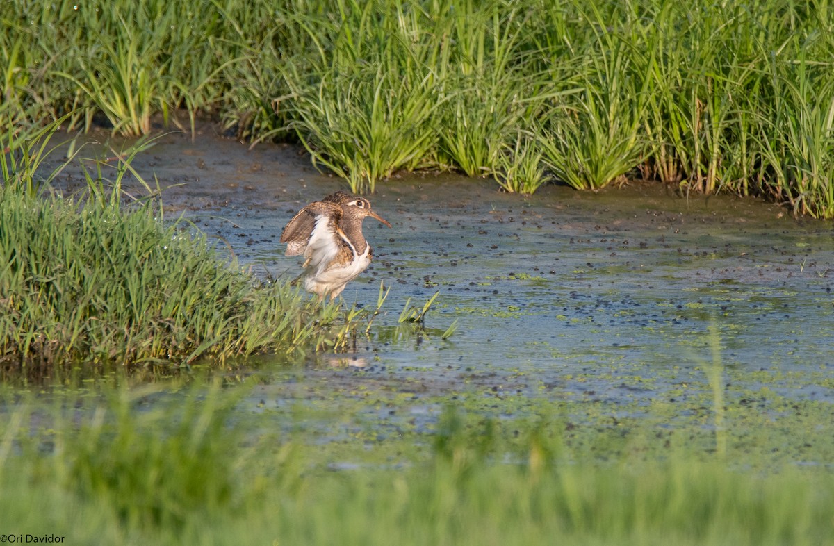 Greater Painted-Snipe - ML639593073