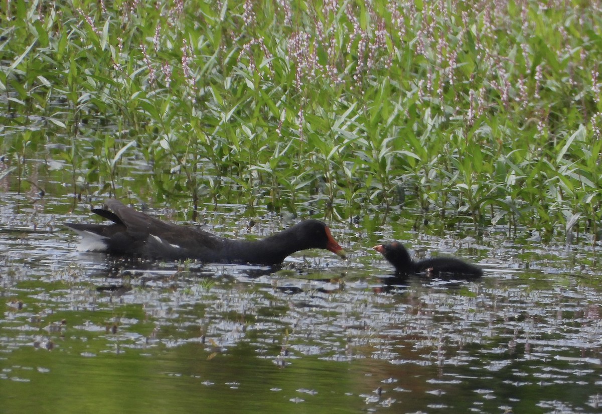 Common Gallinule - ML639593105