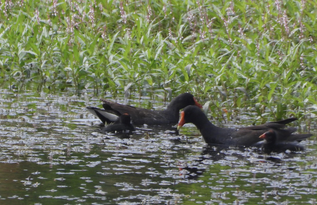 Common Gallinule - ML639593106