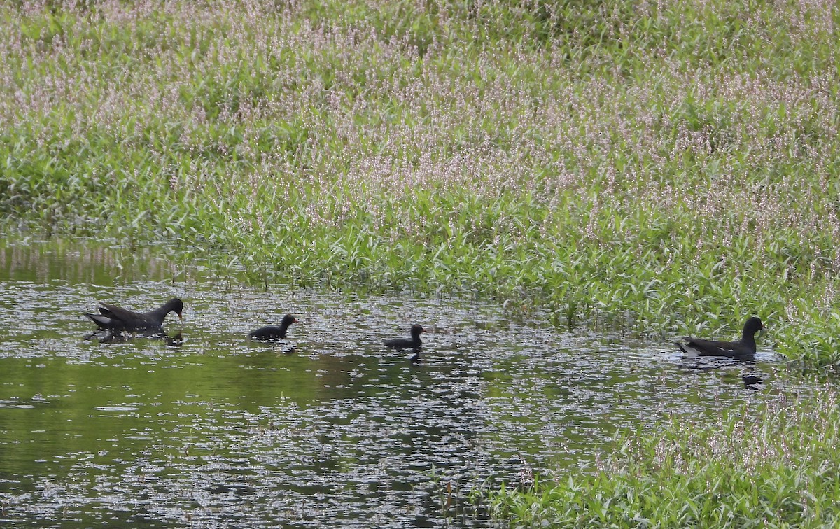 Common Gallinule - ML639593107