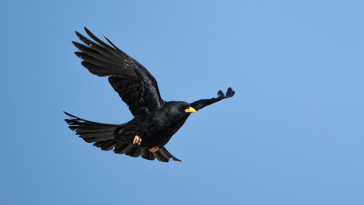 Yellow-billed Chough - ML639593113