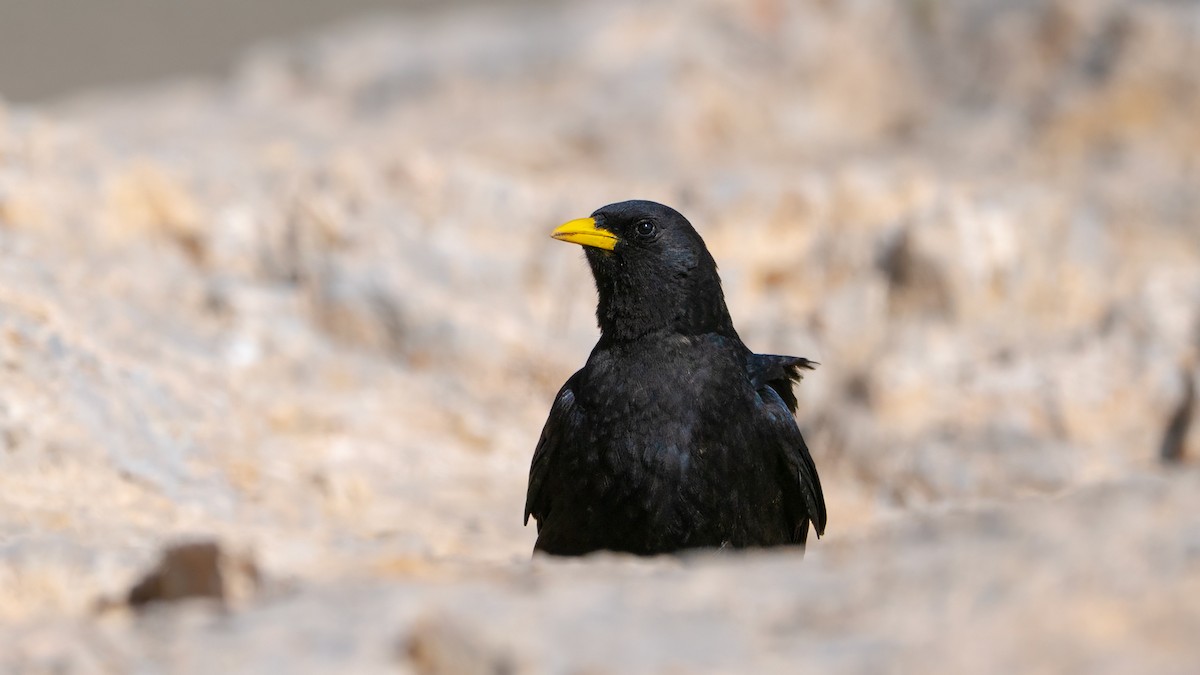 Yellow-billed Chough - ML639593114