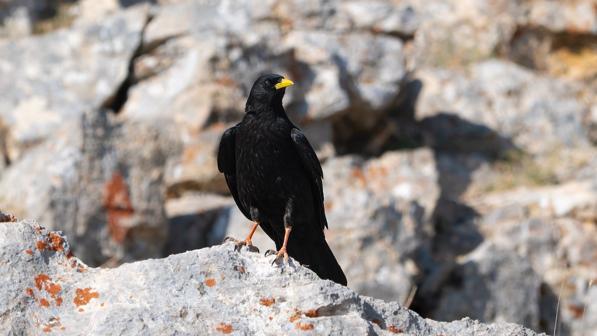 Yellow-billed Chough - ML639593115
