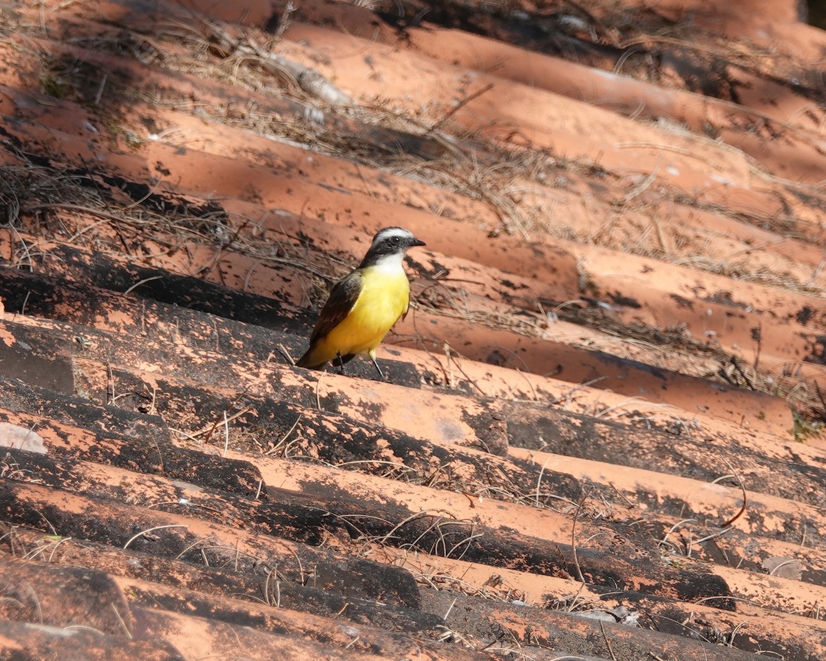 Social Flycatcher - ML639593129