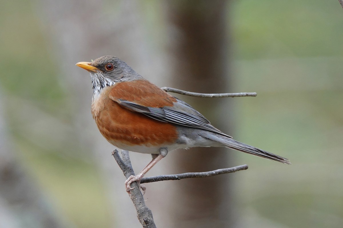 Rufous-backed Robin - ML639593211