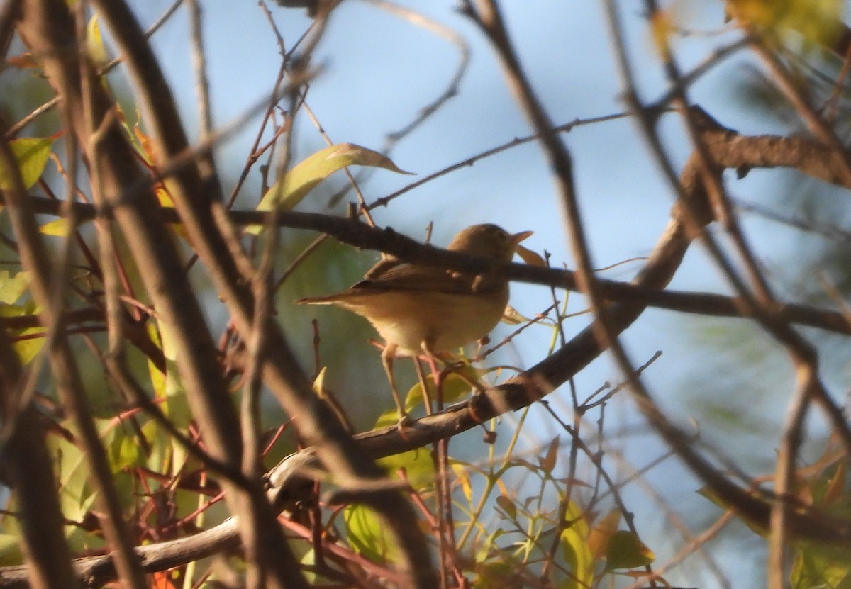 Western Olivaceous Warbler - ML639593215