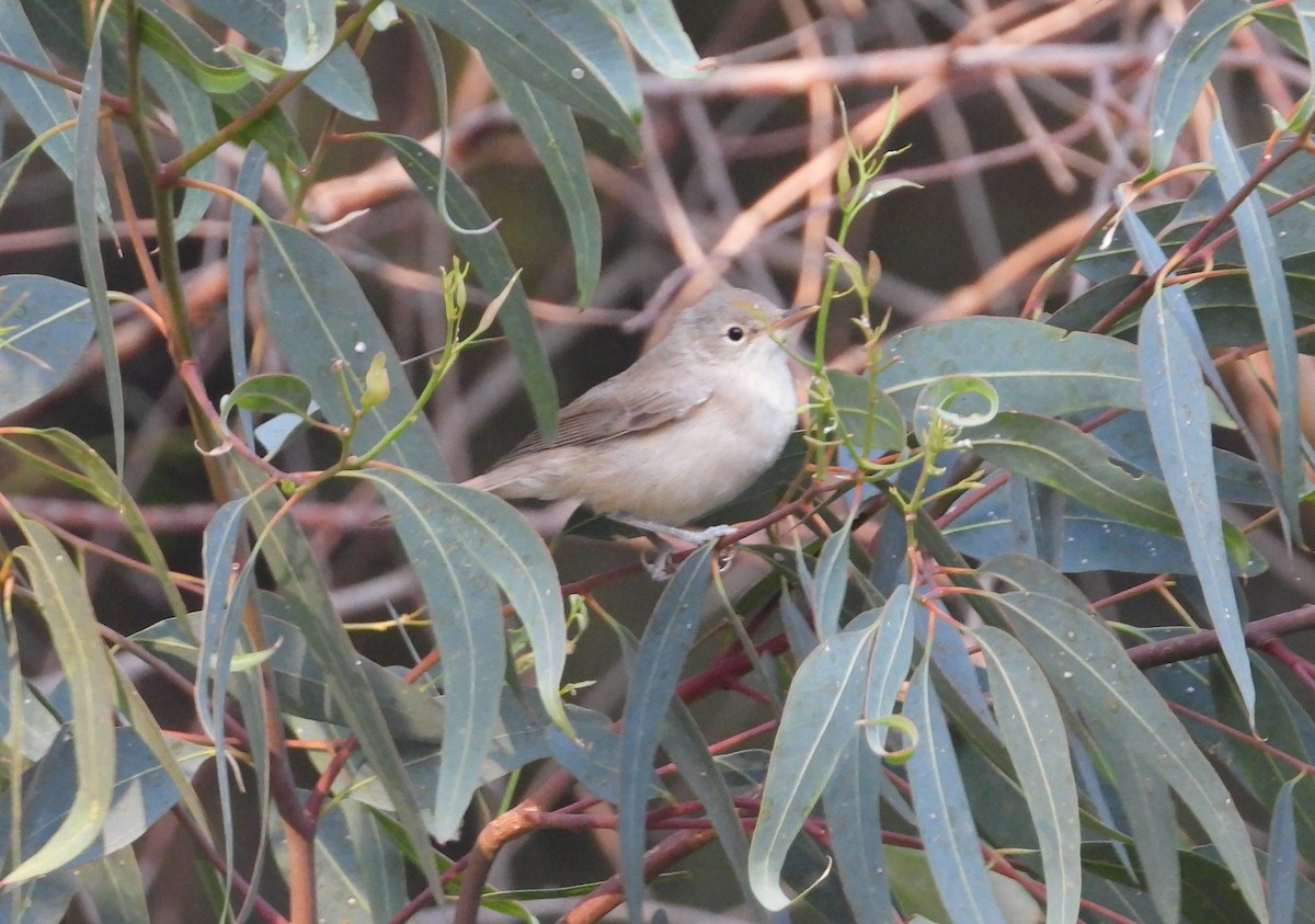 Western Olivaceous Warbler - ML639593216