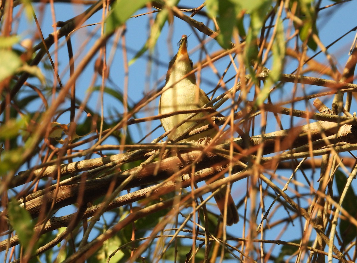 Western Olivaceous Warbler - ML639593217