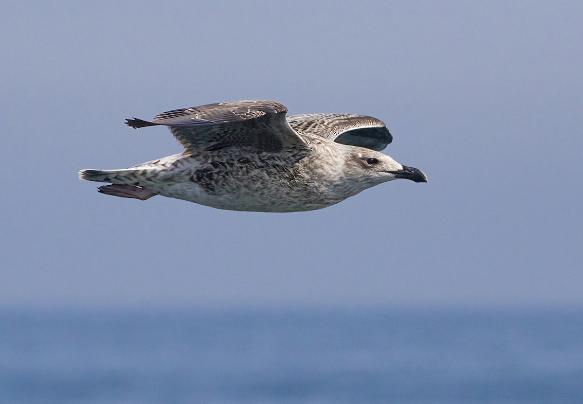Great Black-backed Gull - ML639593234