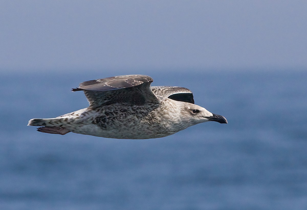 Great Black-backed Gull - ML639593235