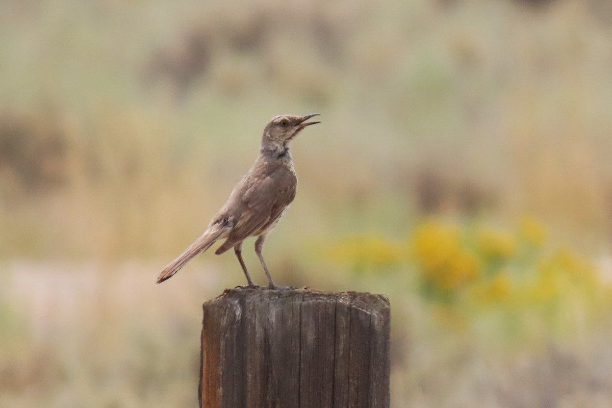 Sage Thrasher - ML639593288